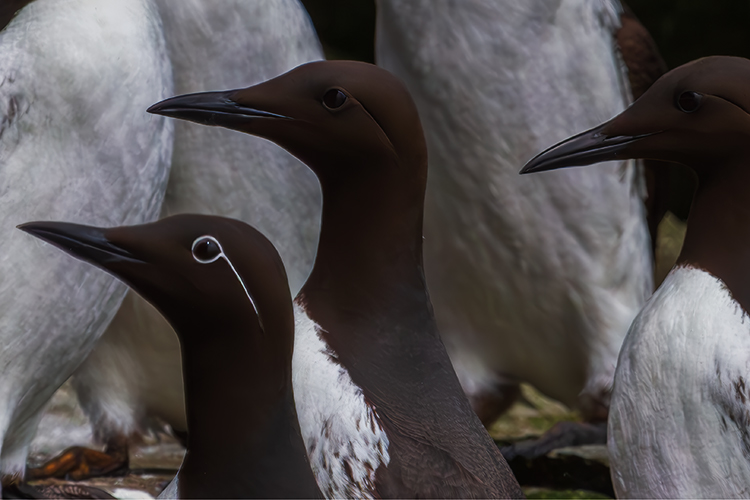 Guillemot 